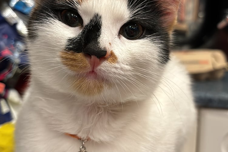 Tilly, a missing one-year-old calico cat (Picture: Sarah Beale)