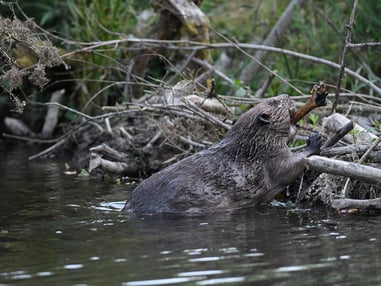 Beaver dam building activity, (Picture: David Parkyn/Cornwall Wildlife Trust)