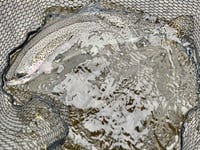 South West Lakes Trust November fisheries report