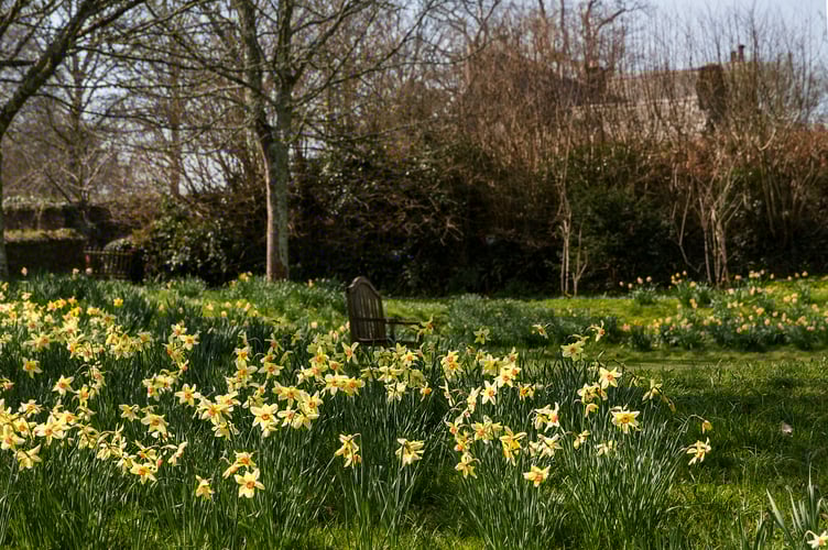 Cotehele is well known for its daffodils. National Trust_John Parker