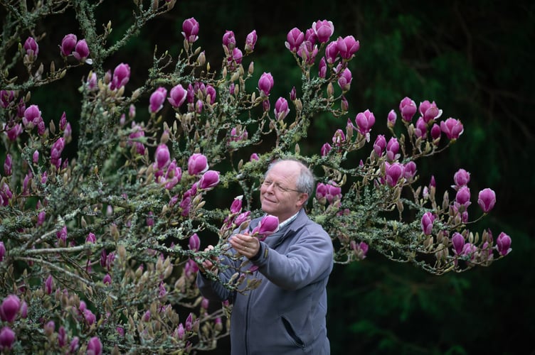 Magnolias & Rhododendrons Bloom into life early in at National Trust's Trelllisick House, Cornwall - John Lanyon Head Gardener pictured