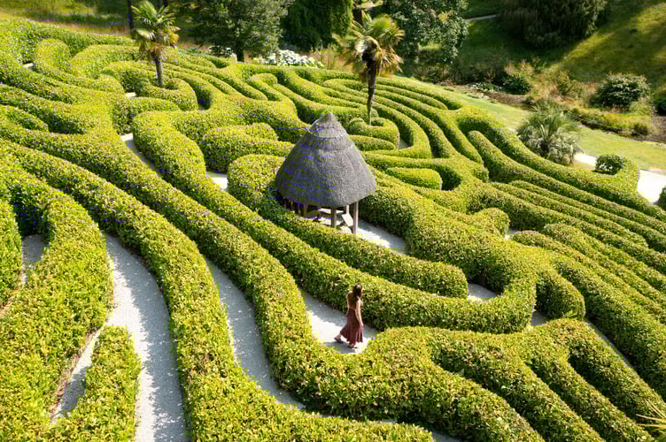 Visitor walking in the cherry laurel hedge maze at Glendurgan Garden, Cornwall. Planted on one side of the valley, in the heart of the garden. Cherry laurel is vigorous and tough enough to withstand regular trimming and footsteps around its roots. Palm trees mark the four corners of the puzzle and a thatched summerhouse sits in the middle.