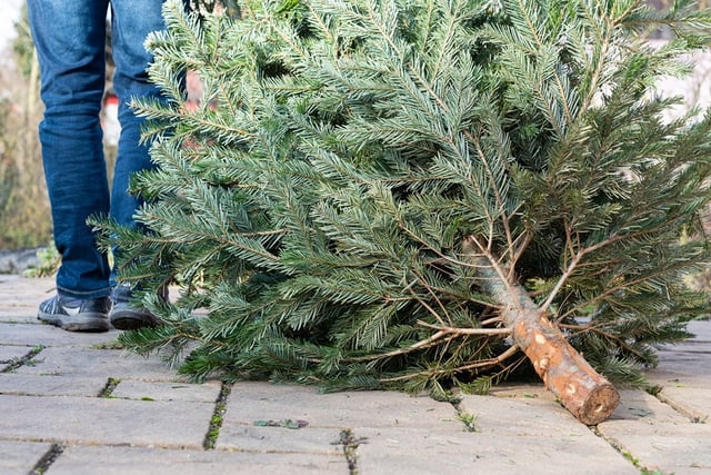 Cricket club’s festive tree recycling supports fundraising plans
