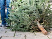 Cricket club’s festive tree recycling supports fundraising plans
