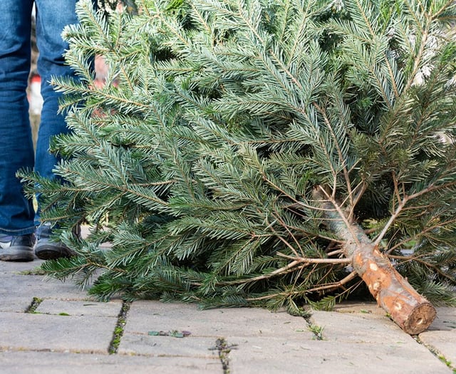 Cricket club’s festive tree recycling supports fundraising plans