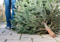 Cricket club’s festive tree recycling supports fundraising plans