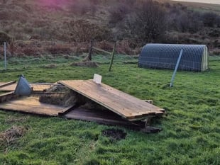 Alpaca farm owners' appeal after devastating storm damage