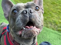 RSPCA centre records its best year ever for rehoming animals