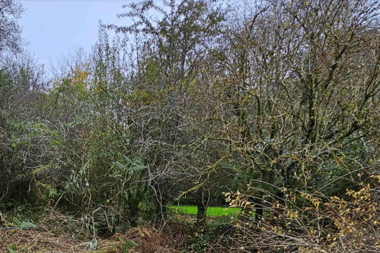 The shepherd's hut will be sited in woodland near the main property. (Picture: Cornwall Council)