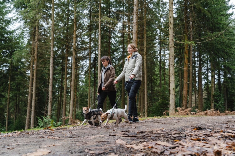 Two dog owners with their dogs in leads in the forest (credit Forestry England - Crown Copyright)