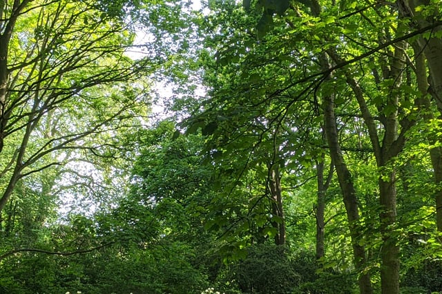Residents in Cornwall encouraged to get their hands on a free tree