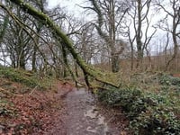 Walkers advised to stay away from Golitha Falls during current storm