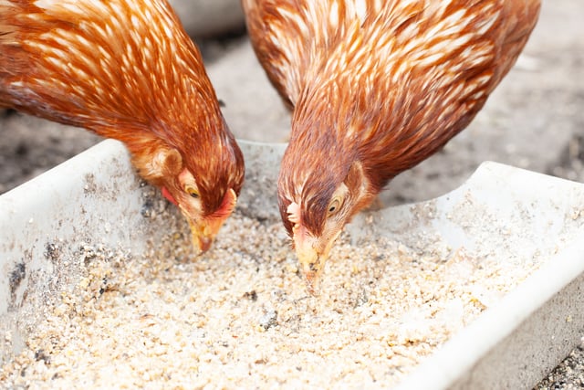 Bird flu restrictions lifted in Bodmin