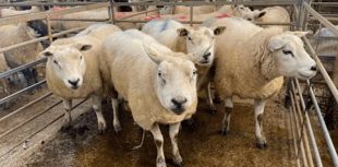 Hallworthy Livestock Market Report: Thursday, January 30