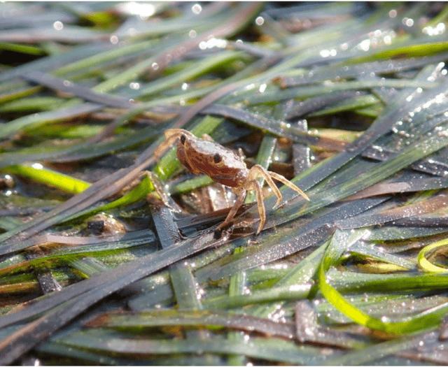 Trust appealing for help as part of seagrass restoration project