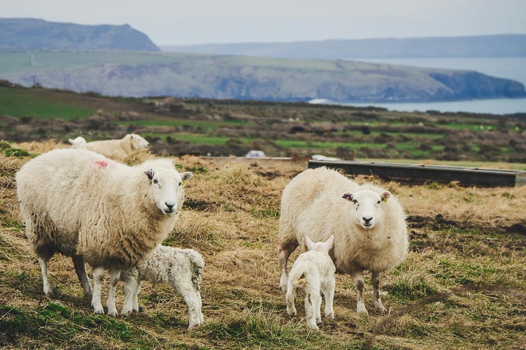 Sheep with lambs on coast