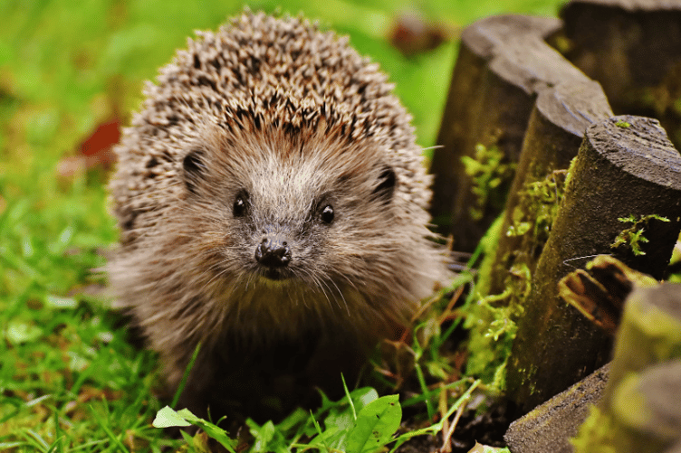 ELM Wildlife is hoping it followers can help with re-homing hedgehogs