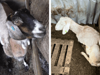 Smallholder who kept animals in "appalling conditions" is prosecuted