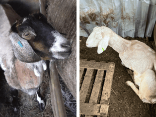 Smallholder who kept animals in "appalling conditions" is prosecuted