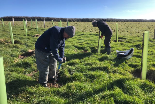 Volunteers plant 40,000 trees in National Trust project in Cornwall 