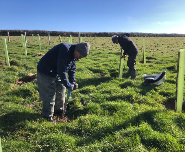 Volunteers plant 40,000 trees in National Trust project in Cornwall 