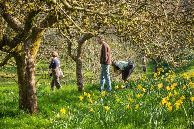 Spring bursts to life at Cornwall’s National Trust estates