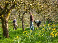 Spring bursts to life at Cornwall’s National Trust estates