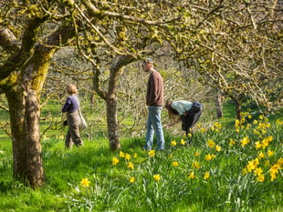 Spring bursts to life at Cornwall’s National Trust estates