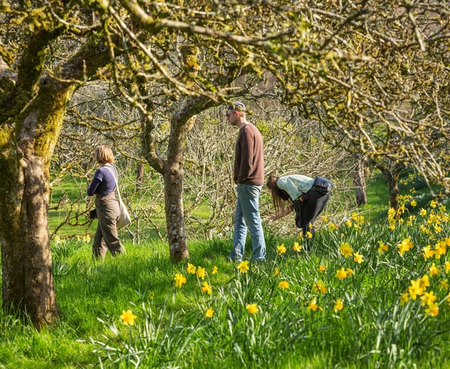 National Trust sites across Cornwall are set to burst into life