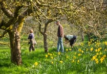 Spring bursts to life at Cornwall’s National Trust estates