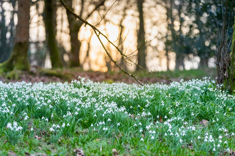 Snowdrops at Lanhydrock, Cornwall