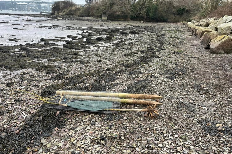 Another of the trees left along the shore was replanted at Saltmill by local tree warden for Saltash Town Council. (Picture: Name supplied)