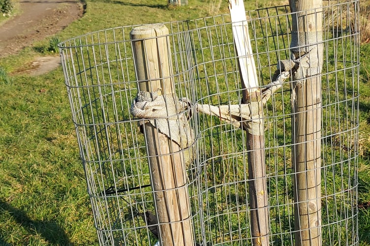 One of the vandalised trees at Saltmill was snapped in half and could not be saved; it was planted two years ago by volunteers as part of the Forest for Cornwall project. (Picture:  Adrian White)