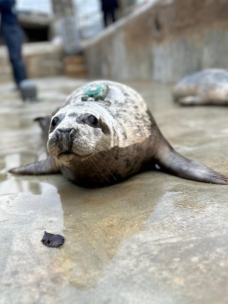 Rehabilitated seal pup JP has travelled over 600km since his release form the Cornish Seal Sanctuary