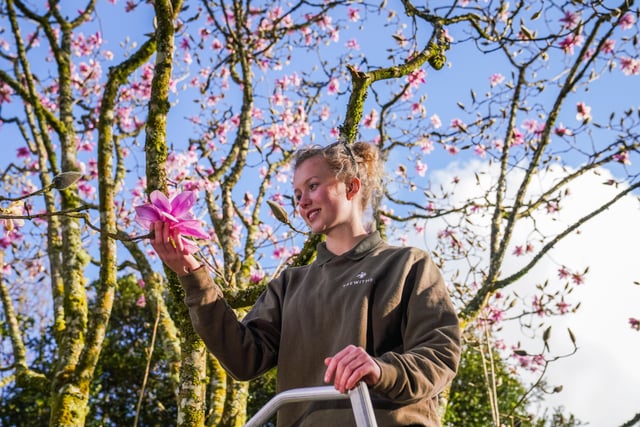 Spring has arrived according to folklore as 50 magnolia blooms appear 