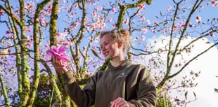 Spring has arrived according to folklore as 50 magnolia blooms appear 
