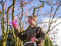 Spring has arrived according to folklore as 50 magnolia blooms appear 