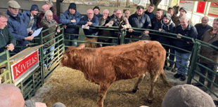 Hallworthy Livestock Market Report: Thursday, February 27