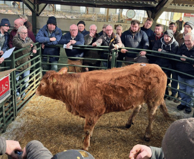 Hallworthy Livestock Market Report: Thursday, February 27