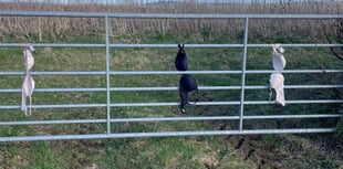 Farmer bewildered after bras appear tied to gates on country lanes