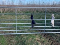 Farmer bewildered after bras appear tied to gates on country lanes