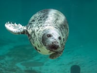Schoolchildren asked to help celebrate 50 years of seal sanctuary
