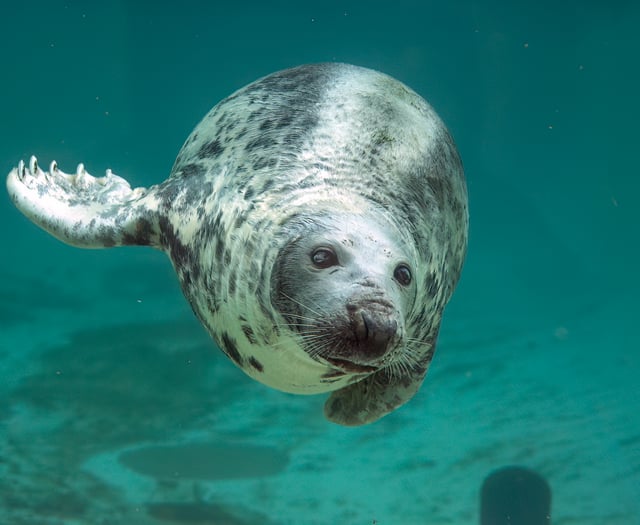 Schoolchildren asked to help celebrate 50 years of seal sanctuary
