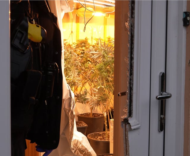 Police target cannabis production by organised criminal networks 