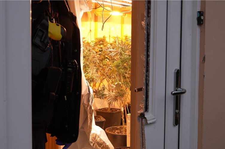 Cannabis plants seized during Operation Scorpion activity in February