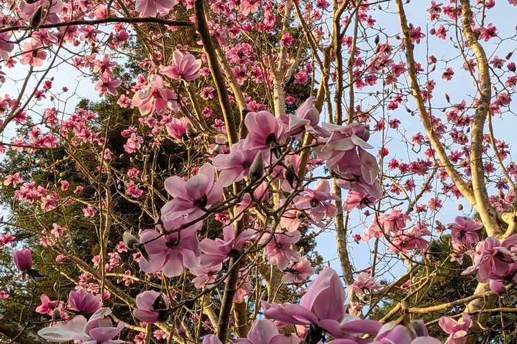 **EMBARGO 00:01 MONDAY MARCH 10 2025**

A sea of magnolia blooms at Glendurgan Garden, Cornwall, March 2025. Stunning pink magnolias have come into bloom at National Trust properties across the country - marking the unofficial start of spring. The displays at gardens in the south-west of England follow a week of sunshine and mild temperatures - ahead of the spring equinox on March 20. Breaking into bloom a few weeks behind last year, when magnolias flowered early after a warm winter, before suffering significant damage from storms and frost, many gardeners are declaring this yearâs flowering as âright on timeâ or only slightly later than would be expected. Karl Emeleus, Head Gardener for the National Trust at Killerton in Devon said: âWe have seen many rapid changes in temperature over the winter months, going from very mild to very cold temperatures, at times within the span of only a few days. âThis not only led some shrubs and trees, including even some of our cherries, to briefly flower out of season during particularly mild spells, but also meant that the real triggers for magnolias flowering hadnât been sustained until recently, possibly leading to a small delay compared to previous years.â In some parts of Cornwall, cold pockets have meant that the magnolias are only at the beginning of their flowering, but at Trengwainton Garden, near Penzance, the first of their 39 varieties of magnolias are in full bloom.