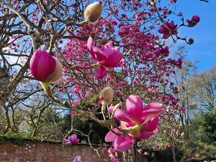 Pink magnolias come into bloom marking the unofficial start of spring