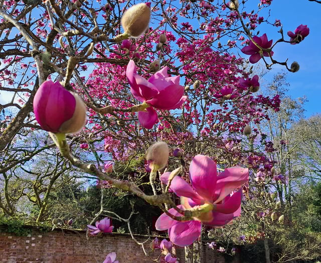 Pink magnolias come into bloom marking the unofficial start of spring