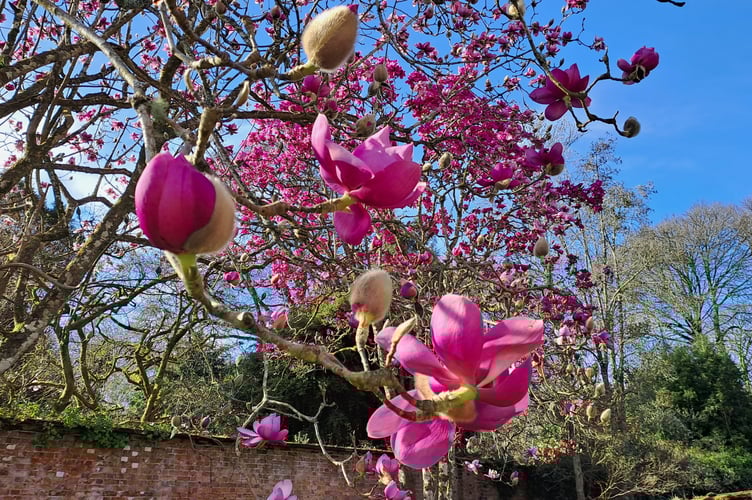 **EMBARGO 00:01 MONDAY MARCH 10 2025**

Magnolia lanarth flowers at Trengwainton in Cornwall, March 2025. Stunning pink magnolias have come into bloom at National Trust properties across the country - marking the unofficial start of spring. The displays at gardens in the south-west of England follow a week of sunshine and mild temperatures - ahead of the spring equinox on March 20. Breaking into bloom a few weeks behind last year, when magnolias flowered early after a warm winter, before suffering significant damage from storms and frost, many gardeners are declaring this yearÕs flowering as Ôright on timeÕ or only slightly later than would be expected. Karl Emeleus, Head Gardener for the National Trust at Killerton in Devon said: ÒWe have seen many rapid changes in temperature over the winter months, going from very mild to very cold temperatures, at times within the span of only a few days. ÒThis not only led some shrubs and trees, including even some of our cherries, to briefly flower out of season during particularly mild spells, but also meant that the real triggers for magnolias flowering hadnÕt been sustained until recently, possibly leading to a small delay compared to previous years.Ó In some parts of Cornwall, cold pockets have meant that the magnolias are only at the beginning of their flowering, but at Trengwainton Garden, near Penzance, the first of their 39 varieties of magnolias are in full bloom.