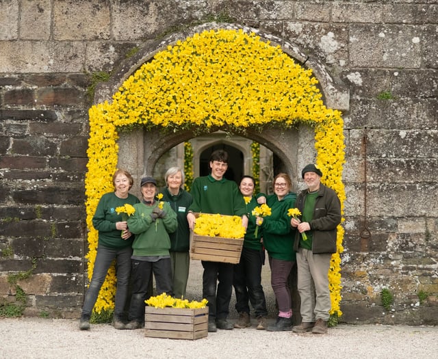Cotehele staff weave their magic for vibrant daffodil displays 